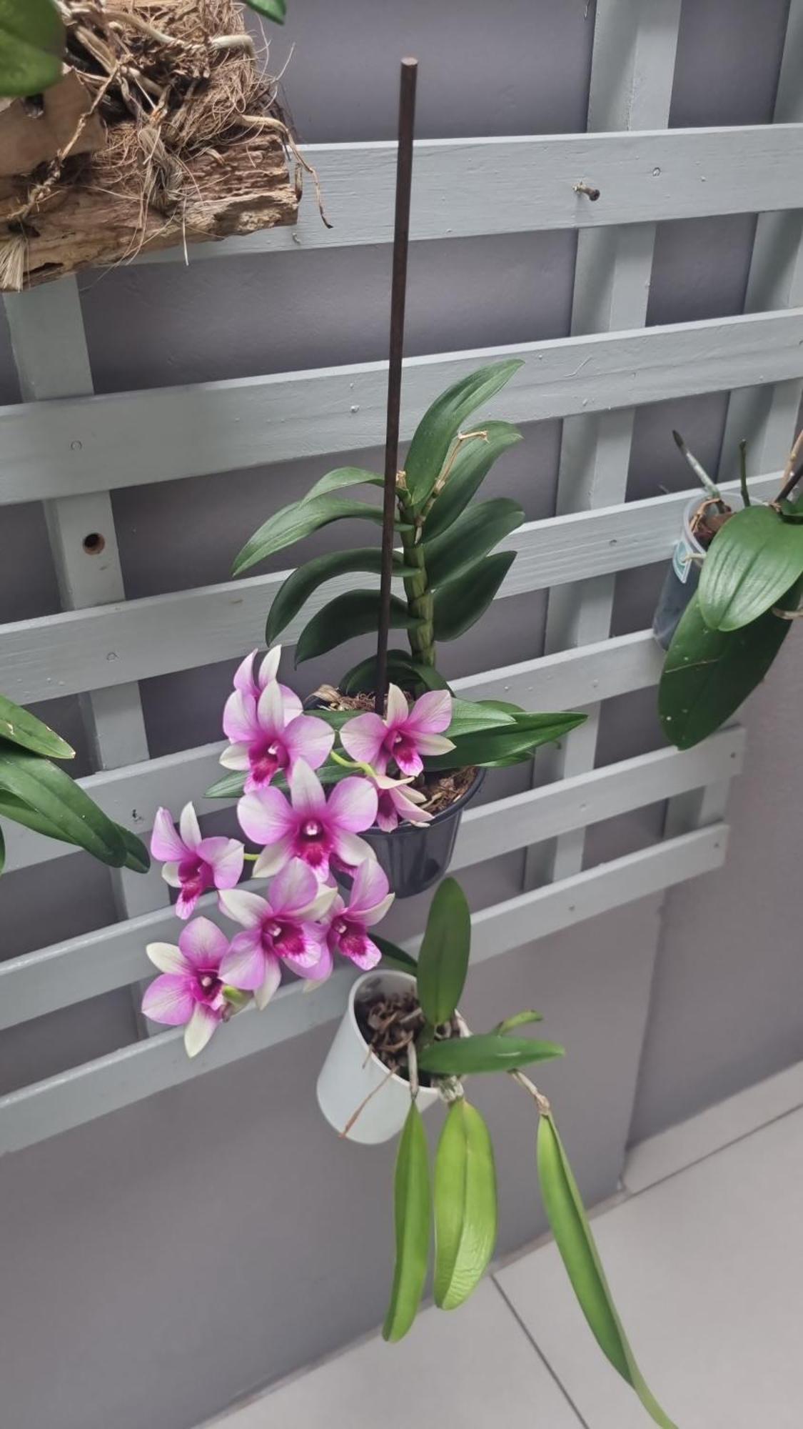 Cantinho Orquideas! *
